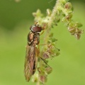 Melanostoma scalare, hoverfly, female, Alan Prowse